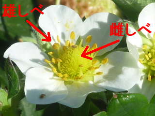 �C�`�S�̉�