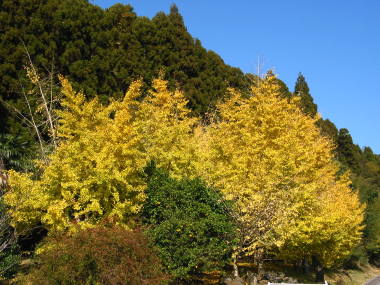 �C�`���E�̍g�t