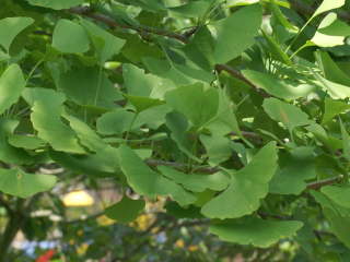 �C�`���E�̐��t