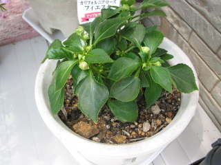 �C���p�`�F���X�̐A���t��