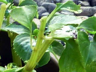 �C���p�`�F���X�̓E�S