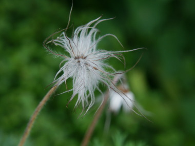 �I�L�i�O�T�̎�