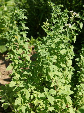 �I���K�m�̑S��