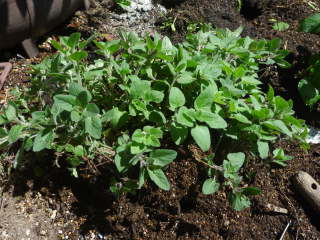 ��̐A���ւ�