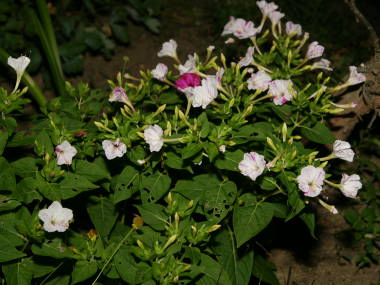 オシロイバナの全体