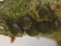 �J�C�K�����V