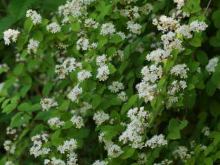 �}���o�E�c�M