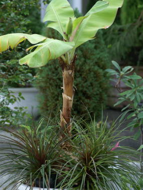 �o�i�i�̔��A��