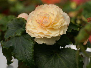 球根ベゴニア(バラ咲き)