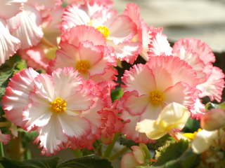 球根ベゴニア(フリンジ咲き)