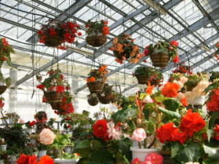 球根ベゴニア(ハンギングタイプ)