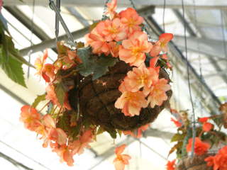 球根ベゴニア(ハンギングタイプ)