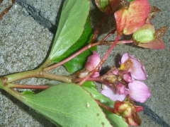 �Ԍs�̂���߁i�x�S�j�A�E�Z���p�t���[�����X�j