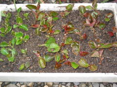 �}���؁i�x�S�j�A�E�Z���p�t���[�����X�j