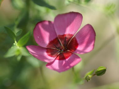 ベニバナアマ(ピンク色)