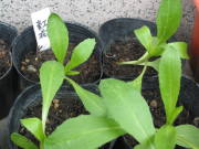 ��܂���A��1�����i�x�j�o�i�j