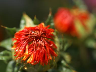 �Ԍ�ɉԕق��ԐF�Ɂi�x�j�i�o�j