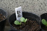 �|�b�g�����i�x�j�o�i�j