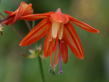 ベッセラ・エレガンス