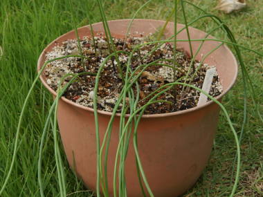 ベッセラ・エレガンスの葉