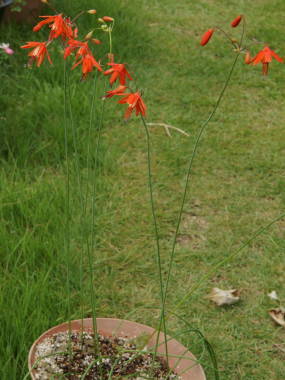 ベッセラ・エレガンスの全体