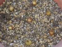 球根の植え付け