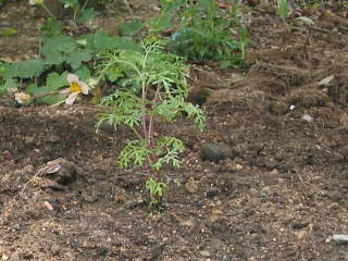 ビデンスの植え付け