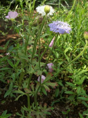 �u���[���[�X�t�����[�̑S��