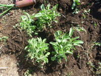 �������i�u���[�T���r�A�j