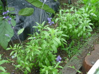 �J�ԑO�i�u���[�T���r�A�j