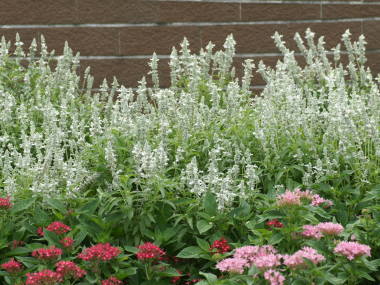 �r�N�g���A�z���C�g�i�T���r�A�E�t�@���i�Z�A�j