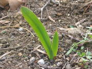 �t���[�W�A�̗t�i�Q�����{�j