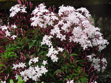 �n�S�����W���X�~��