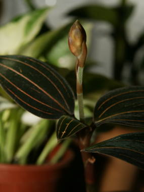 �z���R���V���X�������Q