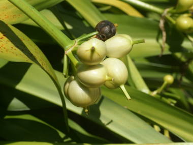 �n�}���E�̎�