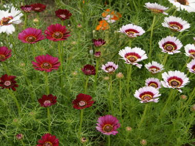 ハナワギク(赤と白)