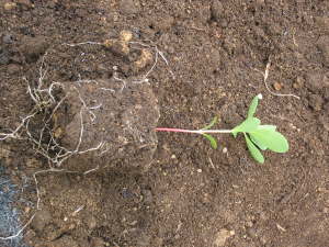 �|�b�g���甲�������