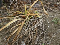 冬は葉が枯れて越冬(ヘメロカリス)