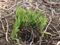 春に芽を吹く(ヘメロカリス)