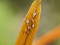 花弁についたアブラムシ(ヘメロカリス)