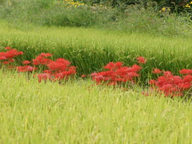 ���c�̂������ɍ炭�q�K���o�i