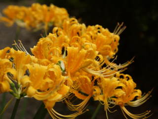 �V���E�L�Y�C�Z��