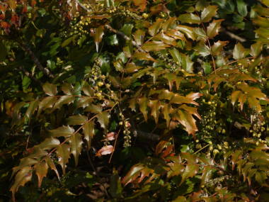 �q�C���M�i���e���̗t