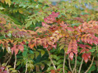 �q�C���M�i���e���̍g�t