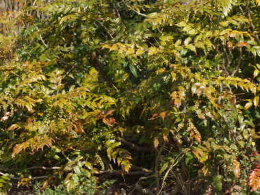 �q�C���M�i���e��