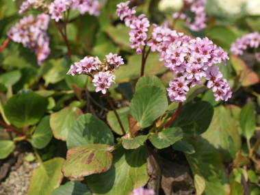 �q�}�������L�m�V�^�̑S��