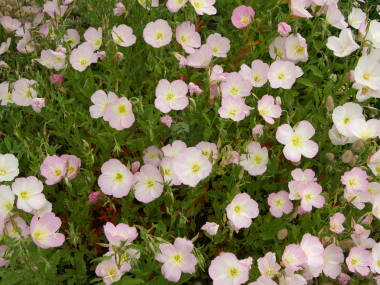 �q���U�L�c�L�~�\�E