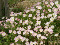 �펪���P�N��̊J�ԁi�q���U�L�c�L�~�\�E�j