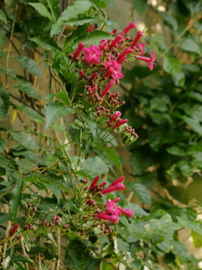 �z�U�L�A�T�K�I