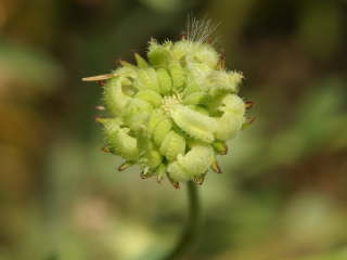 花後のまだ青い種(フユシラズ)
